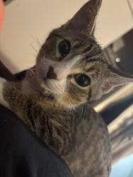 Found/Stray Female Cat last seen Baypoint apmts in s, Virginia Beach, VA 23462