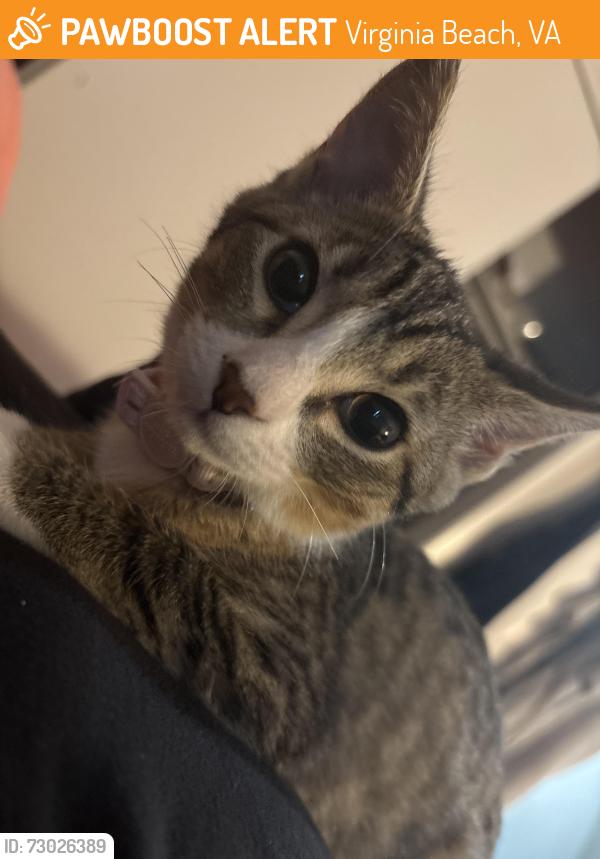 Found/Stray Female Cat last seen Baypoint apmts in s, Virginia Beach, VA 23462