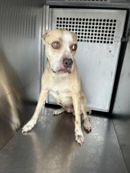Shelter Stray Female Dog last seen Near VOGT ST, Central District, TX, 355 Hillshire Dr, Haslet, TX 76052, USA