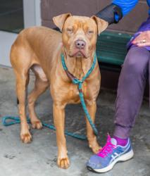 Shelter Stray Male Dog last seen Near UNION GROVE ROAD, 30058, GA, 3280 Chamblee Dunwoody Rd, Chamblee, GA 30341, USA