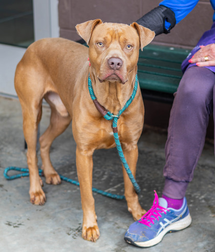 Shelter Stray Male Dog last seen Near UNION GROVE ROAD, 30058, GA, 3280 Chamblee Dunwoody Rd, Chamblee, GA 30341, USA