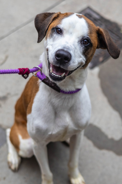 Shelter Stray Male Dog last seen , , GA, 3280 Chamblee Dunwoody Rd, Chamblee, GA 30341, USA
