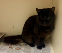 Shelter Stray Male Cat last seen Near NE Expressway, Atlant 30329, 30329, GA, 3280 Chamblee Dunwoody Rd, Chamblee, GA 30341, USA