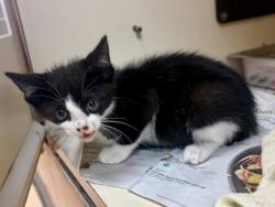 Shelter Stray Male Cat last seen Near Peachtree Rd, 30341, GA, 3280 Chamblee Dunwoody Rd, Chamblee, GA 30341, USA