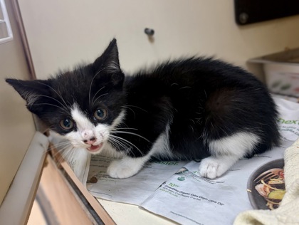 Shelter Stray Male Cat last seen Near Peachtree Rd, 30341, GA, 3280 Chamblee Dunwoody Rd, Chamblee, GA 30341, USA