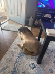 Found/Stray Female Dog last seen Merrimac terrace and cannon way, West Palm Beach, FL 33415