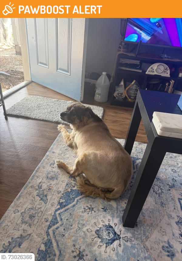 Found/Stray Female Dog last seen Merrimac terrace and cannon way, West Palm Beach, FL 33415