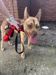 Found/Stray Female Dog last seen Prairie lake elementary school Ocoee, Ocoee, FL 34761