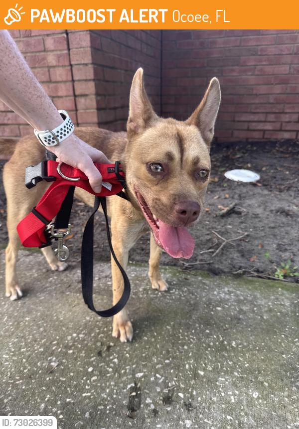 Found/Stray Female Dog last seen Prairie lake elementary school Ocoee, Ocoee, FL 34761