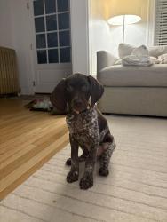 Reunited Female Dog last seen Near Aberdeen place , St. Louis, MO 63105