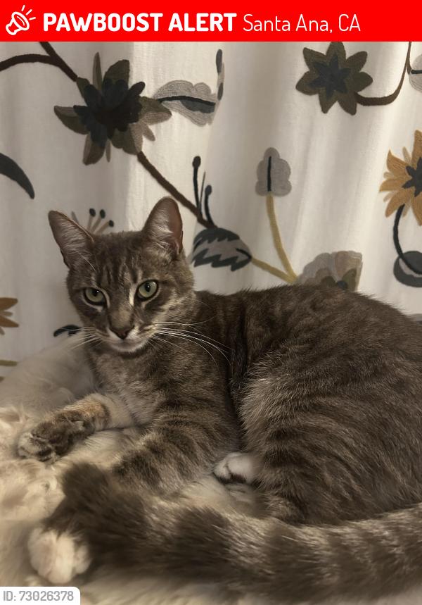 Lost Male Cat last seen La Colina, Tustin Ranch, Browning, Chandler Dr, Lindsey Ct, Santa Ana, CA 92705