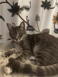 Lost Male Cat last seen La Colina, Tustin Ranch, Browning, Chandler Dr, Lindsey Ct, Santa Ana, CA 92705