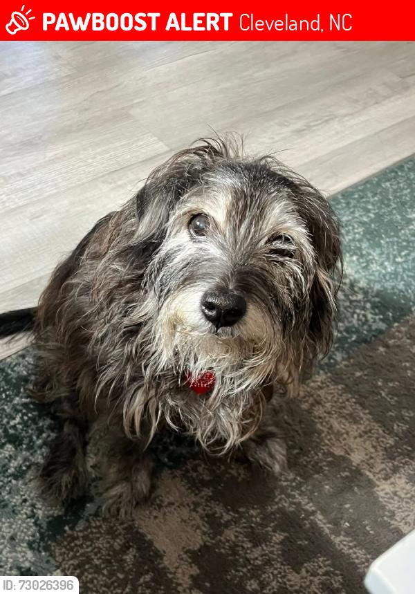 Lost Female Dog last seen Near way stop at Triplet & Oswalt Amity, Antioch Baptist, Triplet and Rowan Rd, Cleveland, NC 27013