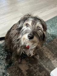 Lost Female Dog last seen Near way stop at Triplet & Oswalt Amity, Antioch Baptist, Triplet and Rowan Rd, Cleveland, NC 27013