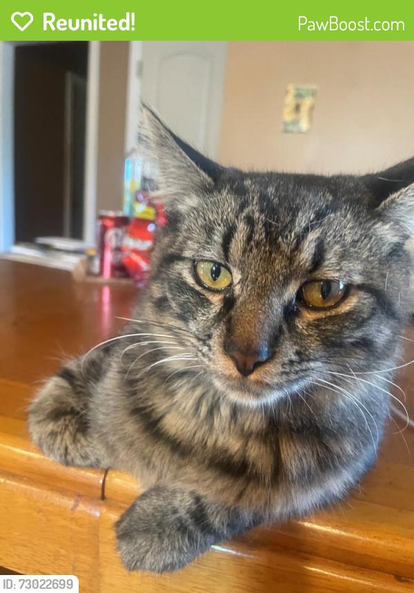 Reunited Male Cat last seen La Mirada Bl & Beach Bl, La Mirada, CA 90638