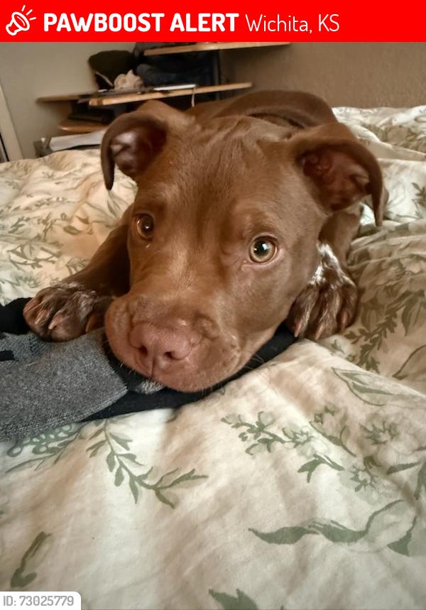 Lost Male Dog last seen Ridge road and 2nd street, Wichita, KS 67212