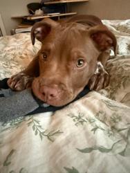 Lost Male Dog last seen Ridge road and 2nd street, Wichita, KS 67212