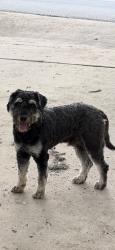 Found/Stray Male Dog last seen Crooked stick & Palo Duro, San Antonio, TX 78232
