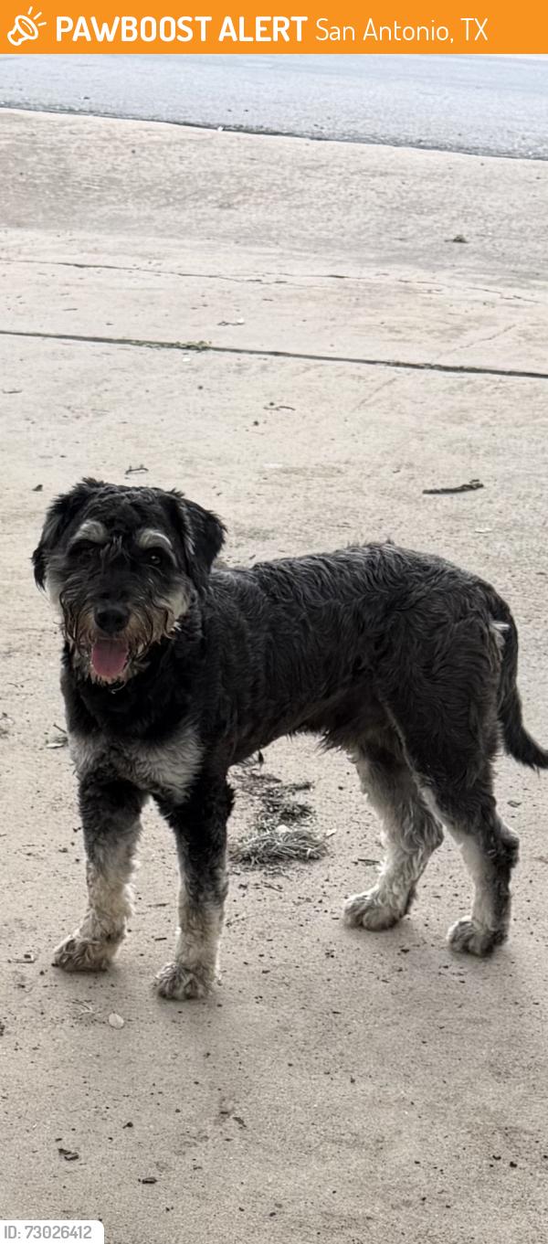 Found/Stray Male Dog last seen Crooked stick & Palo Duro, San Antonio, TX 78232