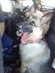 Lost Female Dog last seen Orangewood Ave. And Harbor blvd, Anaheim CA 92802, Anaheim, CA 92802