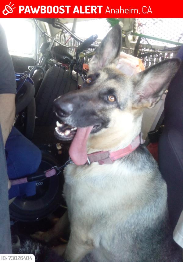 Lost Female Dog last seen Orangewood Ave. And Harbor blvd, Anaheim CA 92802, Anaheim, CA 92802