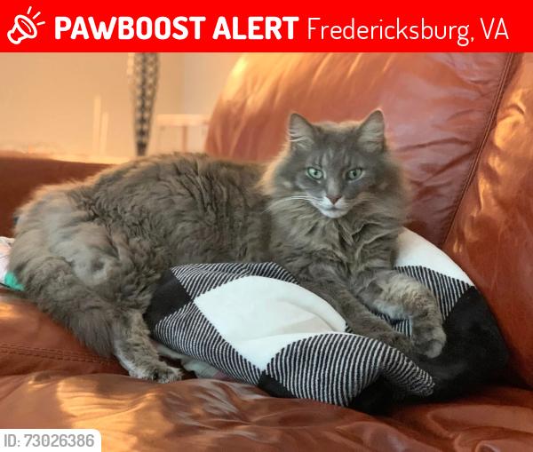 Lost Male Cat last seen Hollywood Farm Rd/Caisson Rd/Forest Lane, Fredericksburg, VA 22405