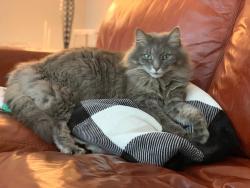 Lost Male Cat last seen Hollywood Farm Rd/Caisson Rd/Forest Lane, Fredericksburg, VA 22405