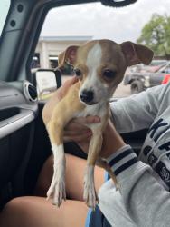 Found/Stray Male Dog last seen Dolese youth park, Oklahoma City, OK 73112