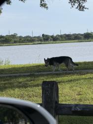 Found/Stray Unknown Dog last seen Lake Osborne Drive/Lake Worth Ave., Lake Worth Beach, FL 33461