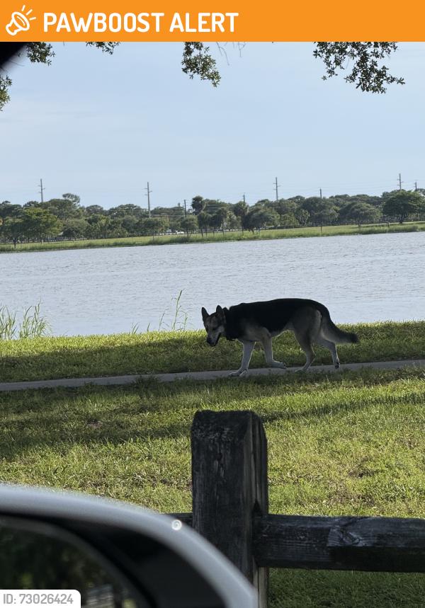 Found/Stray Unknown Dog last seen Lake Osborne Drive/Lake Worth Ave., Lake Worth Beach, FL 33461