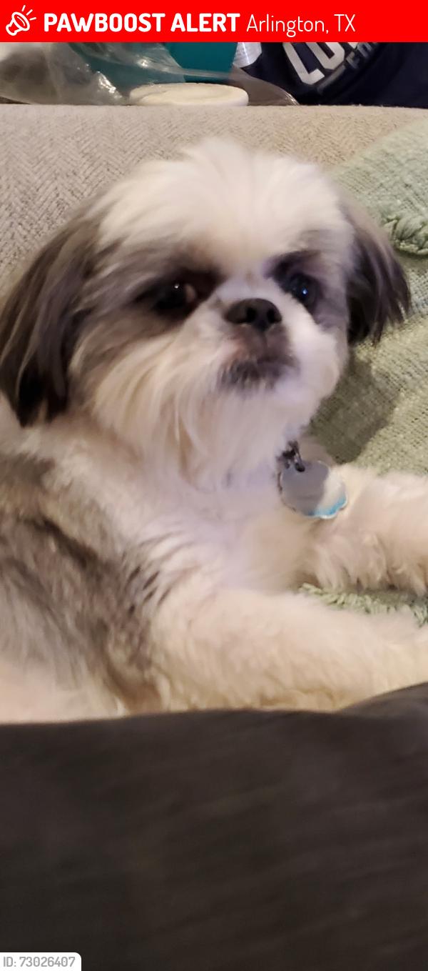 Lost Female Dog last seen Last seen on Westcrest Drive near Park Row. , Arlington, TX 76013
