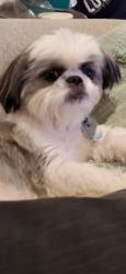 Lost Female Dog last seen Last seen on Westcrest Drive near Park Row. , Arlington, TX 76013
