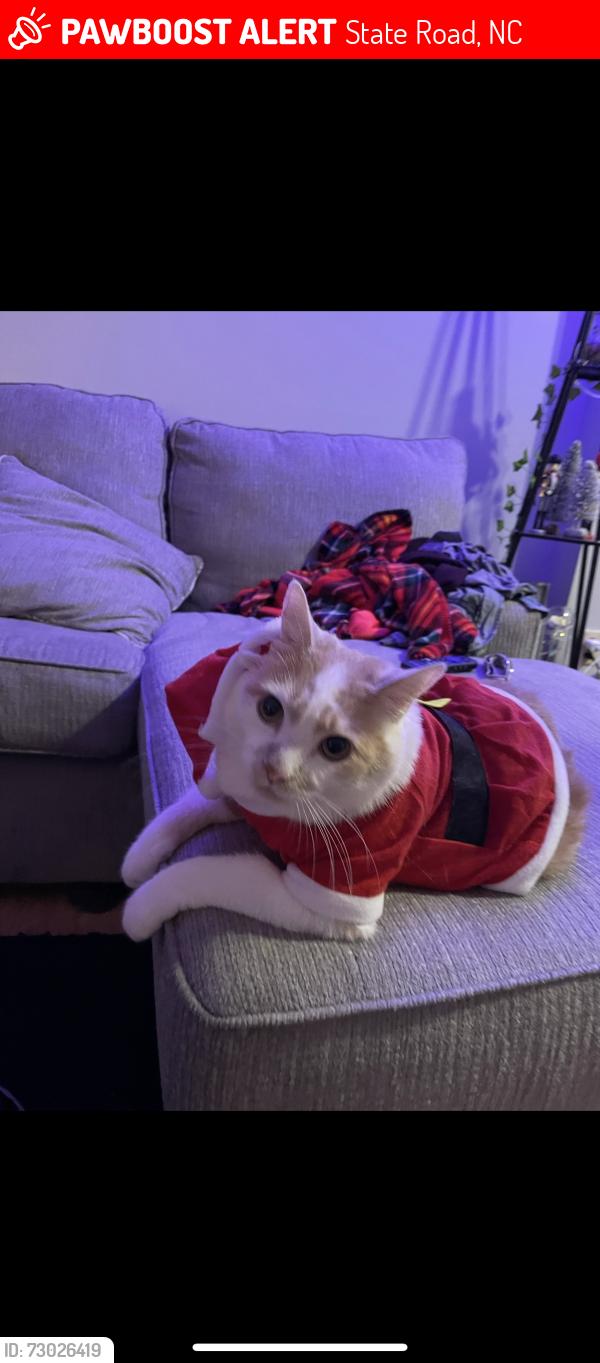 Lost Male Cat last seen State road, State Road, NC 28676