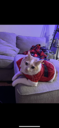 Lost Male Cat last seen State road, State Road, NC 28676