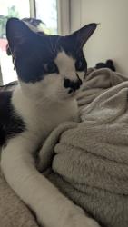 Lost Male Cat last seen Larne St , Rowland Heights, CA 91748