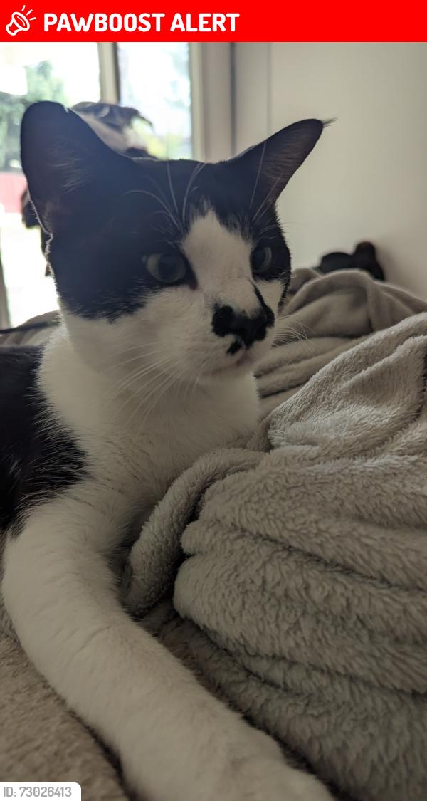 Lost Male Cat last seen Larne St , Rowland Heights, CA 91748