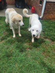 Found/Stray Male Dog last seen Old Marlboro Rd, Sophia, NC 27350
