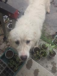 Found/Stray Female Dog last seen Tourist Drive & 377, Fort Worth, TX 76117