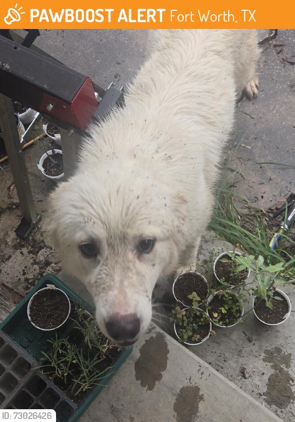 Found/Stray Female Dog last seen Tourist Drive & 377, Fort Worth, TX 76117