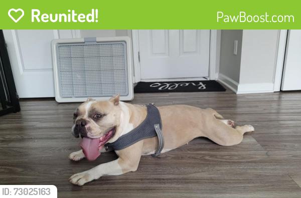 Reunited Female Dog last seen Cider Ridge Rd., Dallas, NC 28034