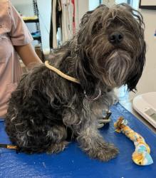 Shelter Stray Female Dog last seen Prospect Place, BROOKLYN, NY, 11217, 326 E 110th St, New York, NY 10029, USA