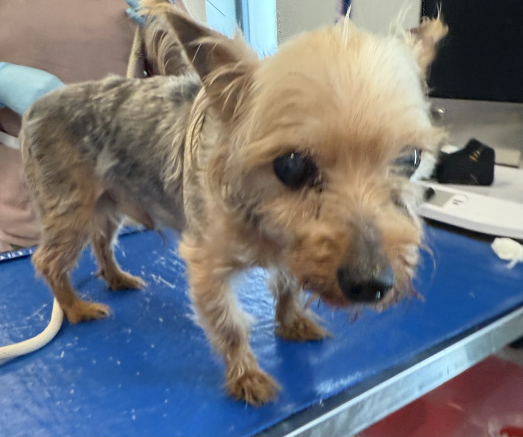 Shelter Stray Unknown Dog last seen Near Eastchester Rd, BRONX, NY, 10461, 326 E 110th St, New York, NY 10029, USA