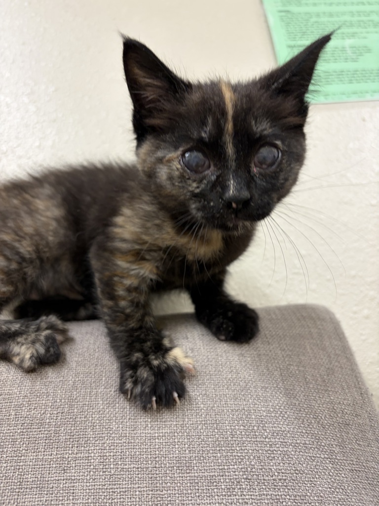 Shelter Stray Female Cat last seen Dove Lewis, PORTLAND, OR, 97209, 1700 W Historic Columbia River Hwy, Troutdale, OR 97060, USA