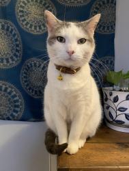 Lost Male Cat last seen Sweetgum Drive , Fort Mill, SC 29715
