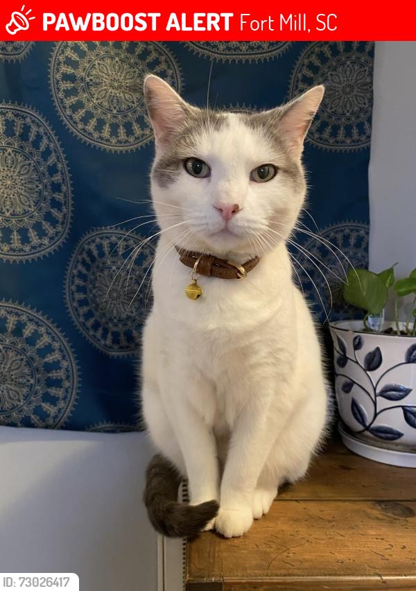 Lost Male Cat last seen Sweetgum Drive , Fort Mill, SC 29715