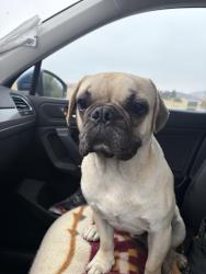 Found/Stray Male Dog last seen San Jacinto, San Jacinto, CA 92583
