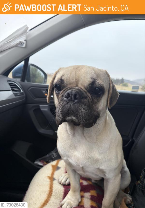 Found/Stray Male Dog last seen San Jacinto, San Jacinto, CA 92583