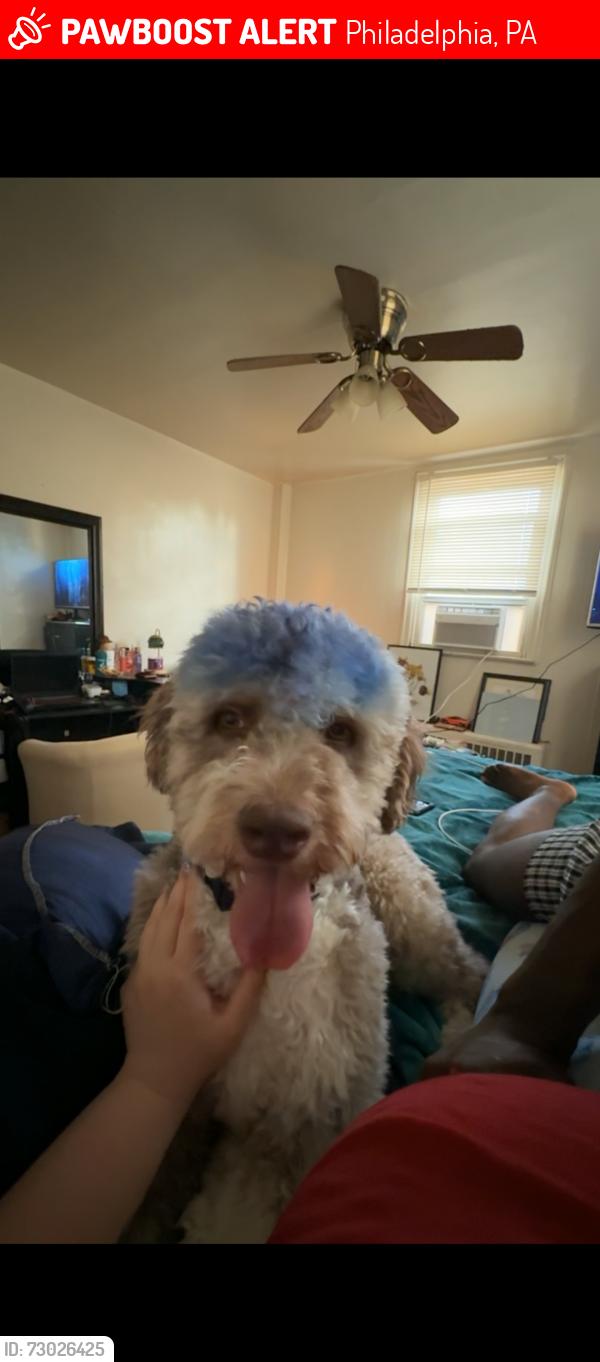 Lost Male Dog last seen Tabor &f street, Philadelphia, PA 19134