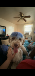 Lost Male Dog last seen Tabor &f street, Philadelphia, PA 19134