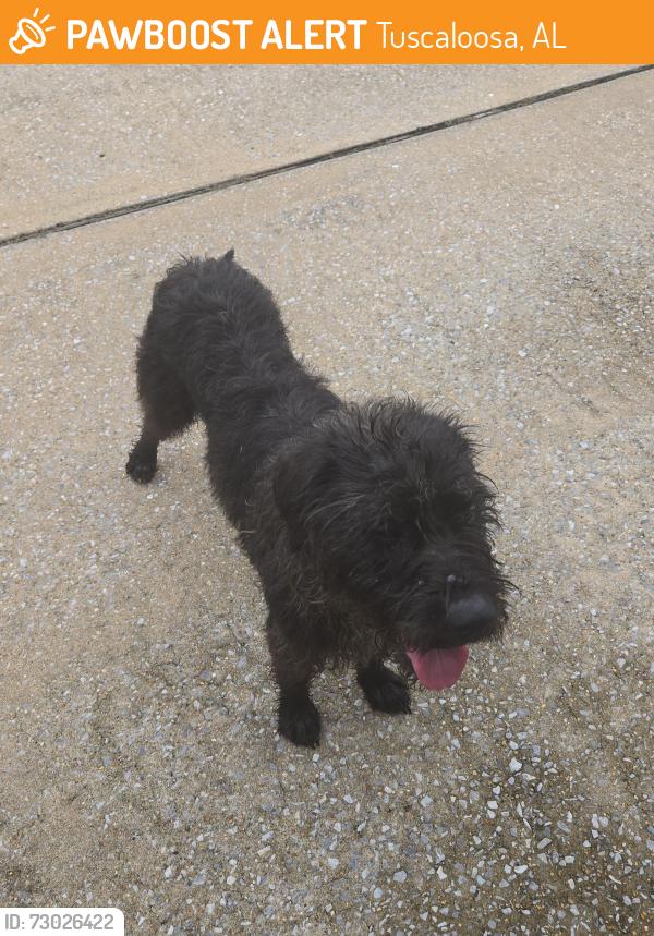 Found/Stray Male Dog last seen Inverness Subdivision close to neighborhood Walmart on 69S, Tuscaloosa, AL 35405